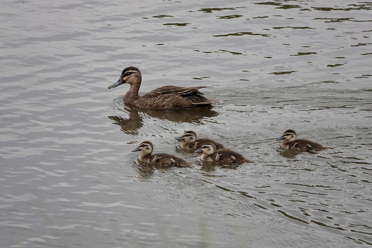 Pacific Black Duck - ML648922672