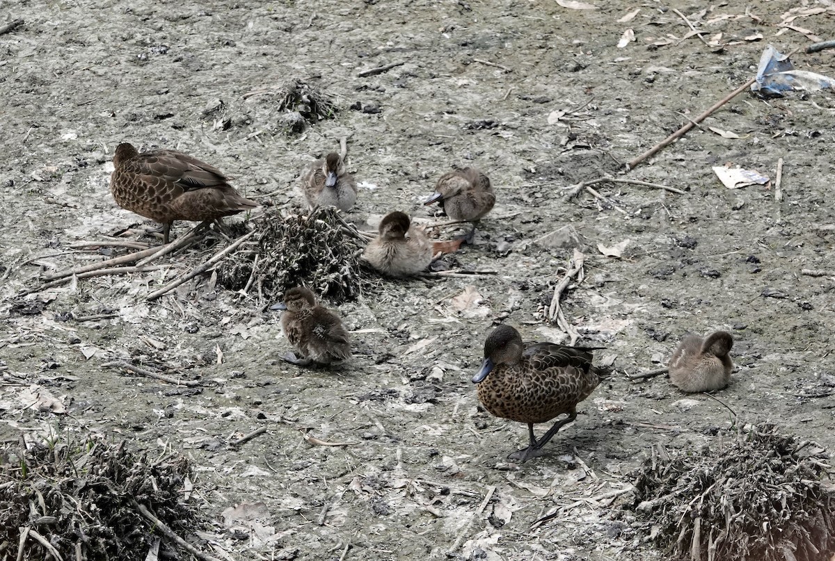 Gray Teal - ML648922690