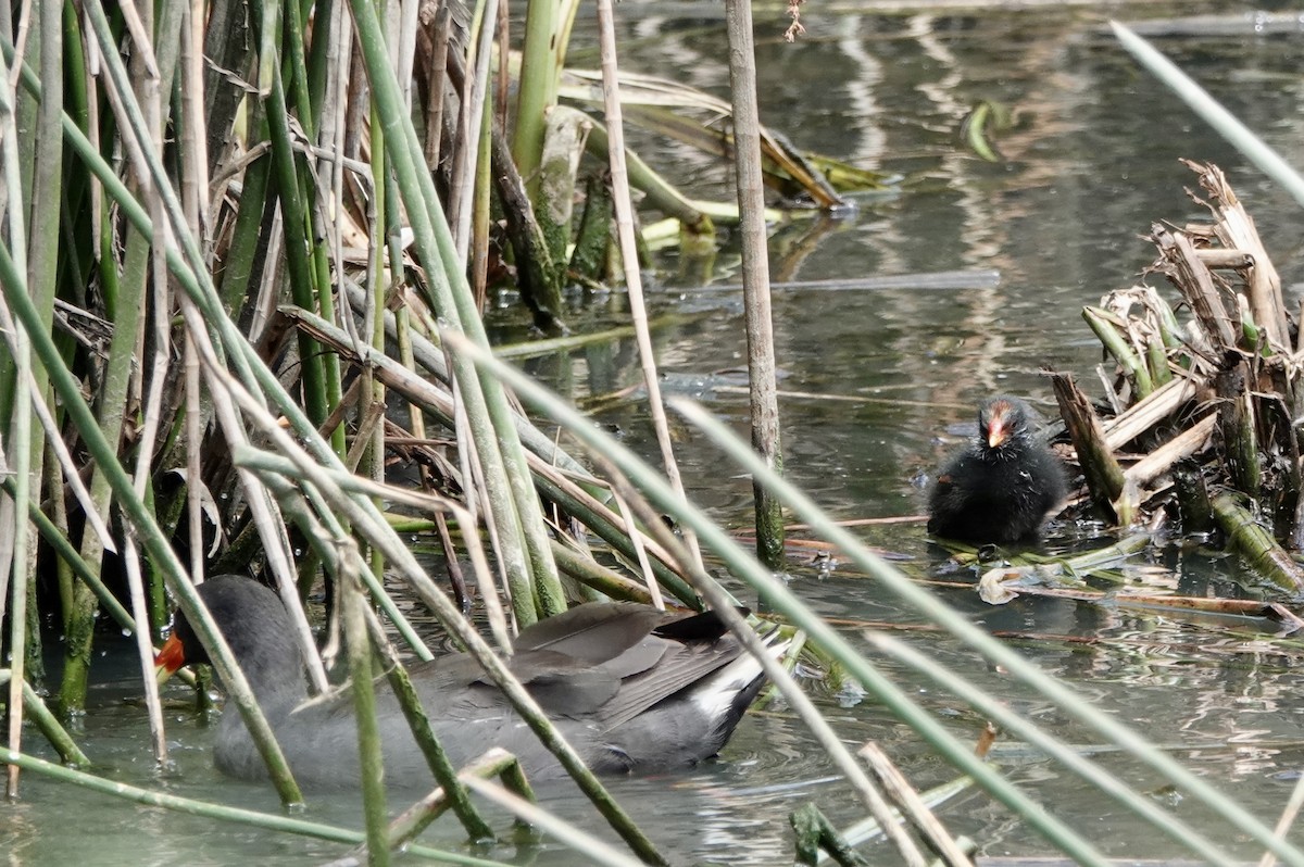 Dusky Moorhen - ML648922707