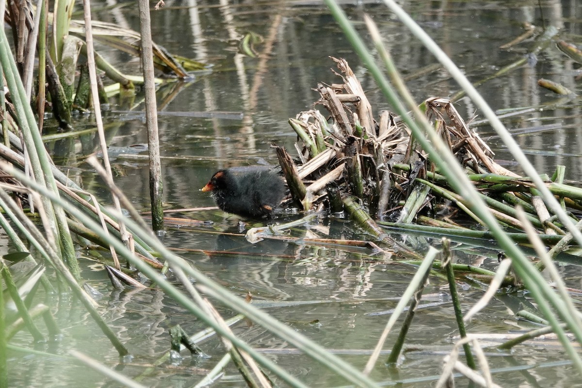 Dusky Moorhen - ML648922708