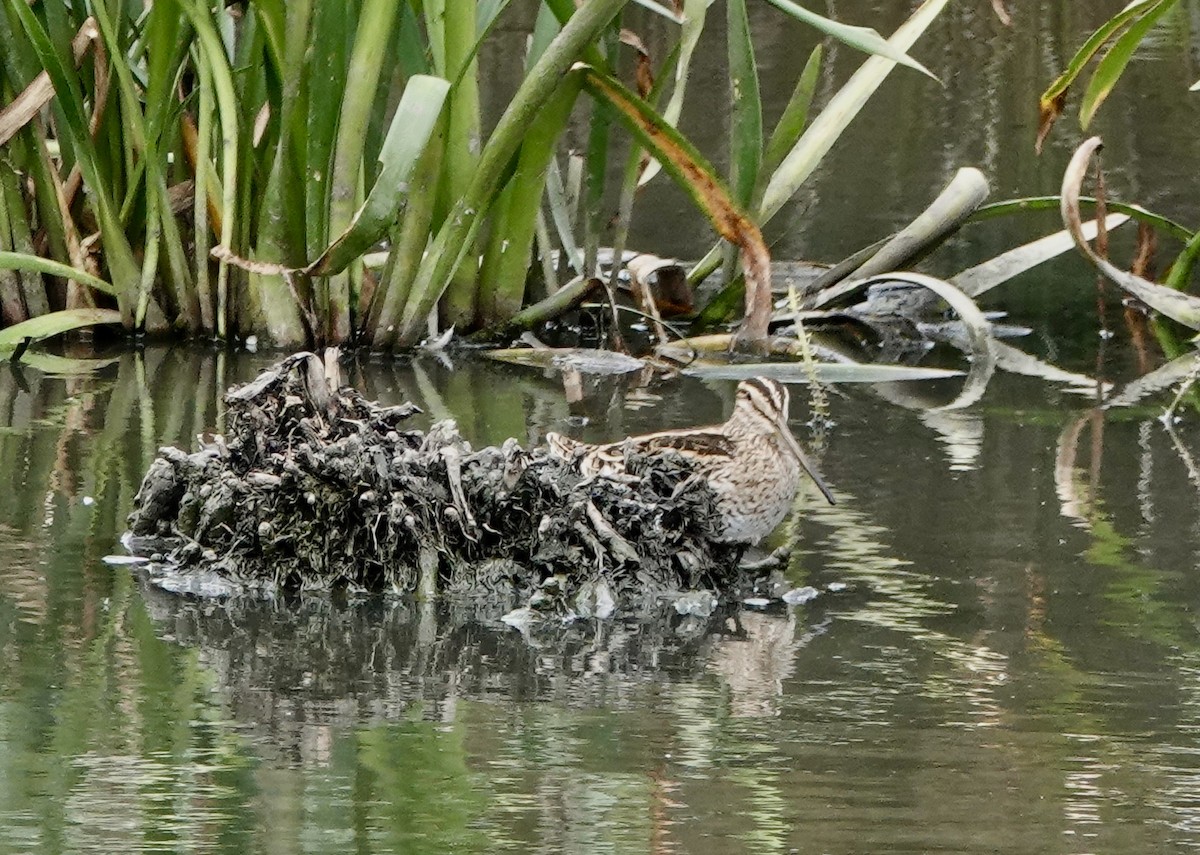 Latham's Snipe - ML648922738