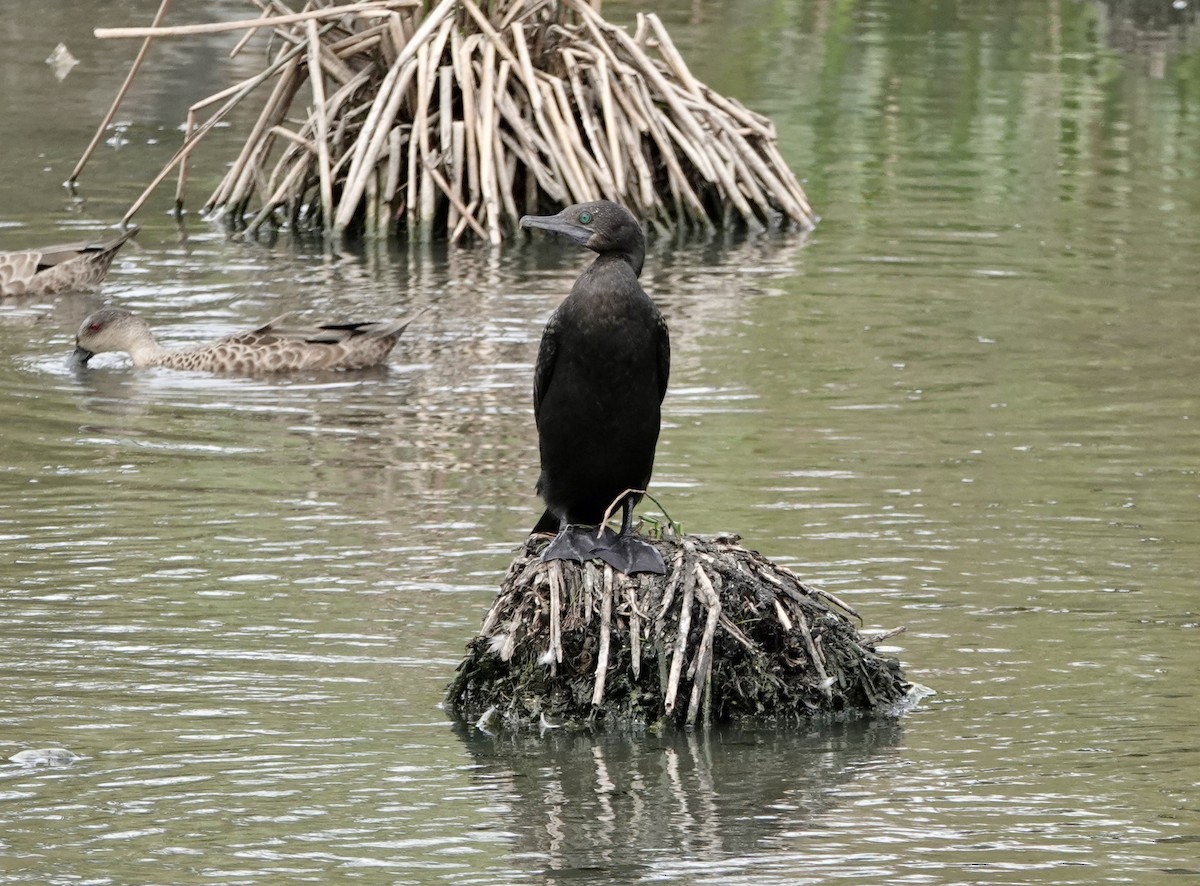 Little Black Cormorant - ML648922753
