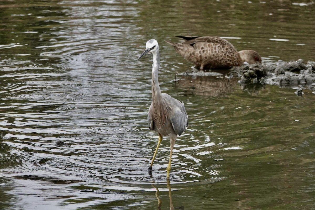 White-faced Heron - ML648922772
