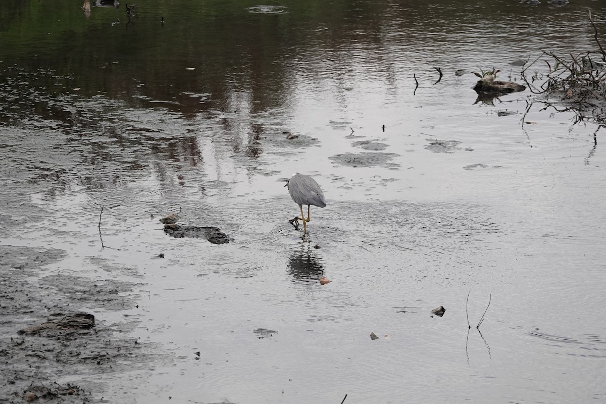 White-faced Heron - ML648922773