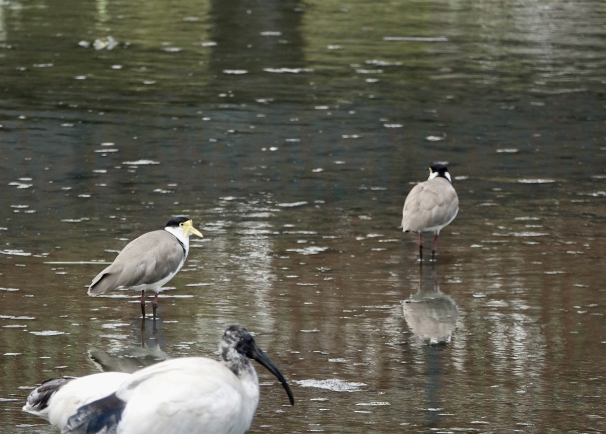 Masked Lapwing (Black-shouldered) - ML648922816