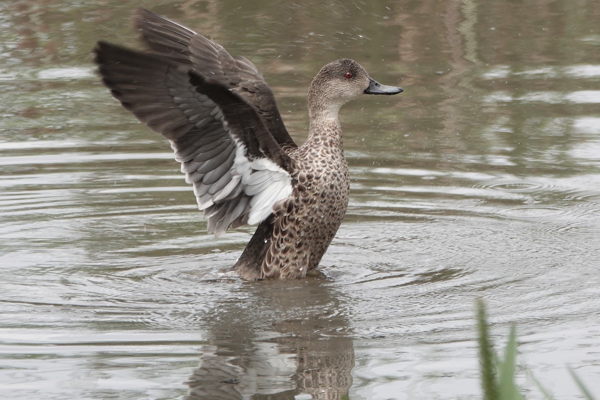 Gray Teal - ML648922835