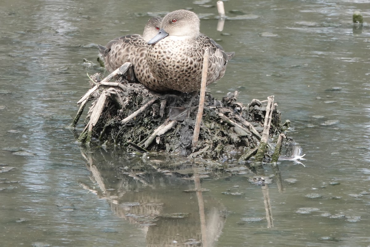 Gray Teal - ML648922836