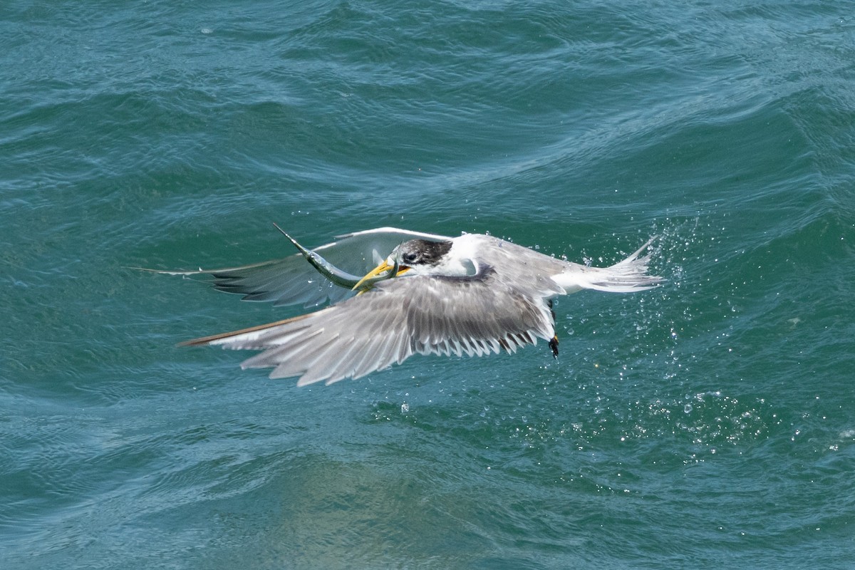 Great Crested Tern - ML648922839