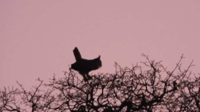 Great Horned Owl - ML648922913