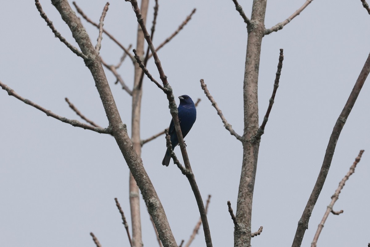 Indigo Bunting - ML648922990