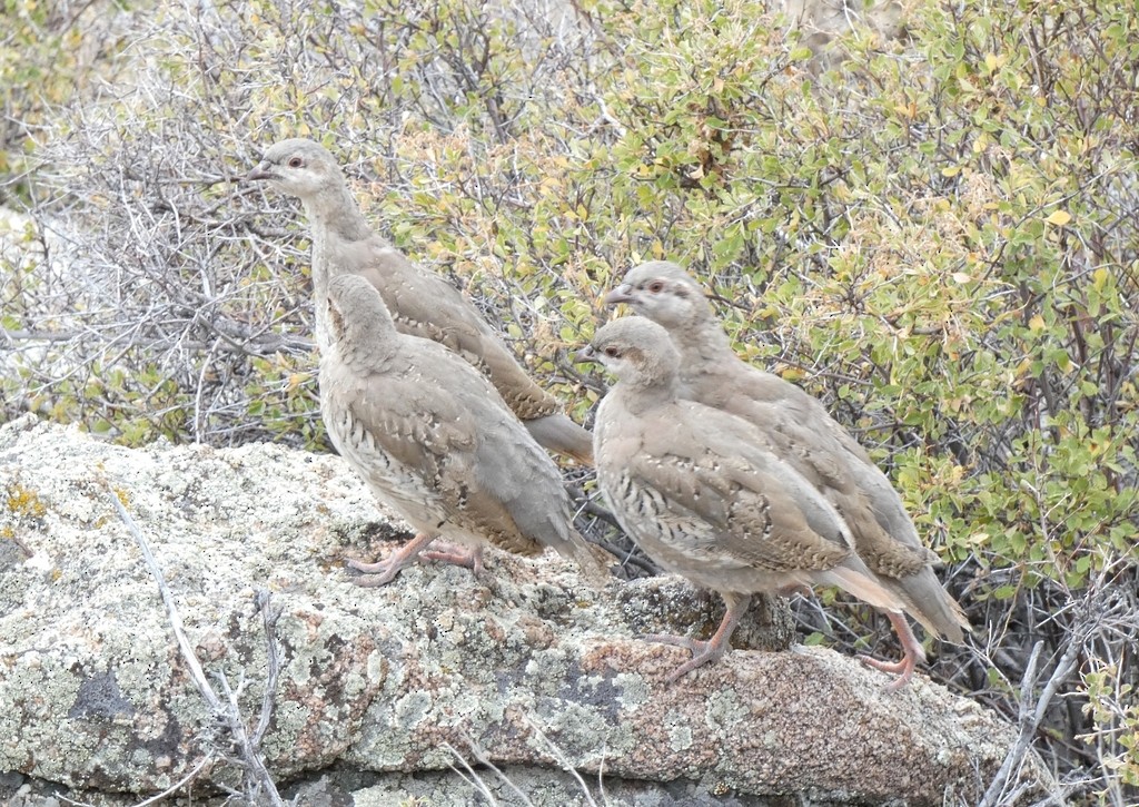 Txukar eperra - ML648923015