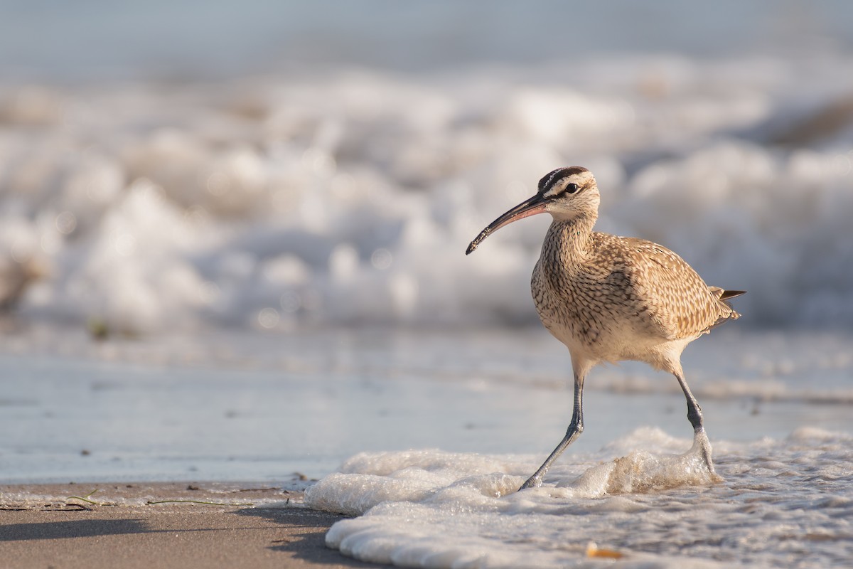 Amerika Sürmeli Kervançulluğu - ML648923084