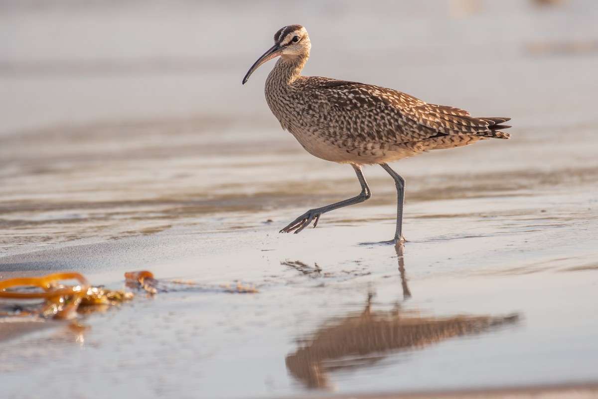 Amerika Sürmeli Kervançulluğu - ML648923086