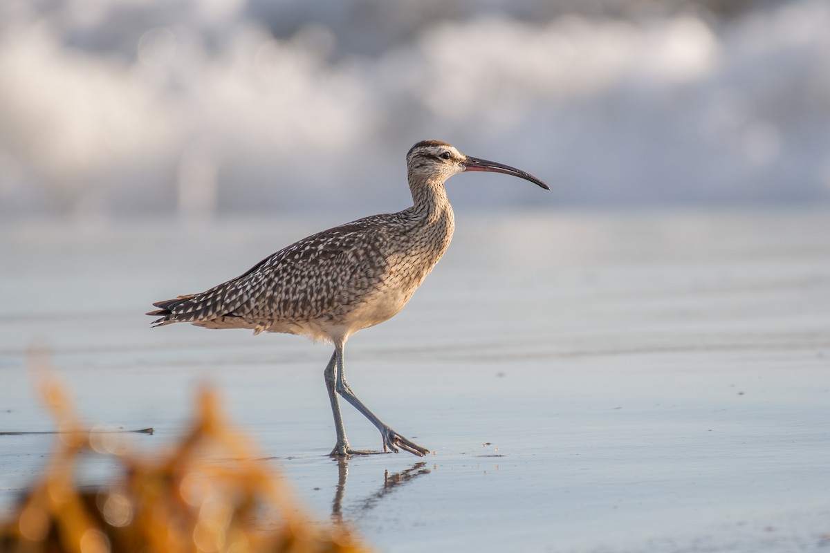 Amerika Sürmeli Kervançulluğu - ML648923092