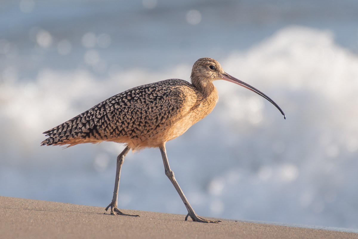 Uzun Gagalı Kervançulluğu - ML648923098