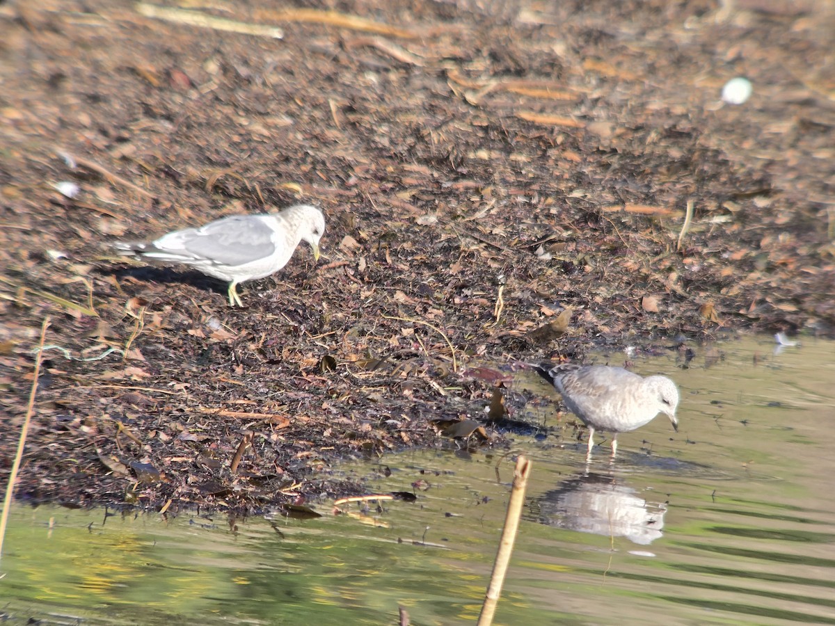 Kısa Gagalı Martı - ML648923279