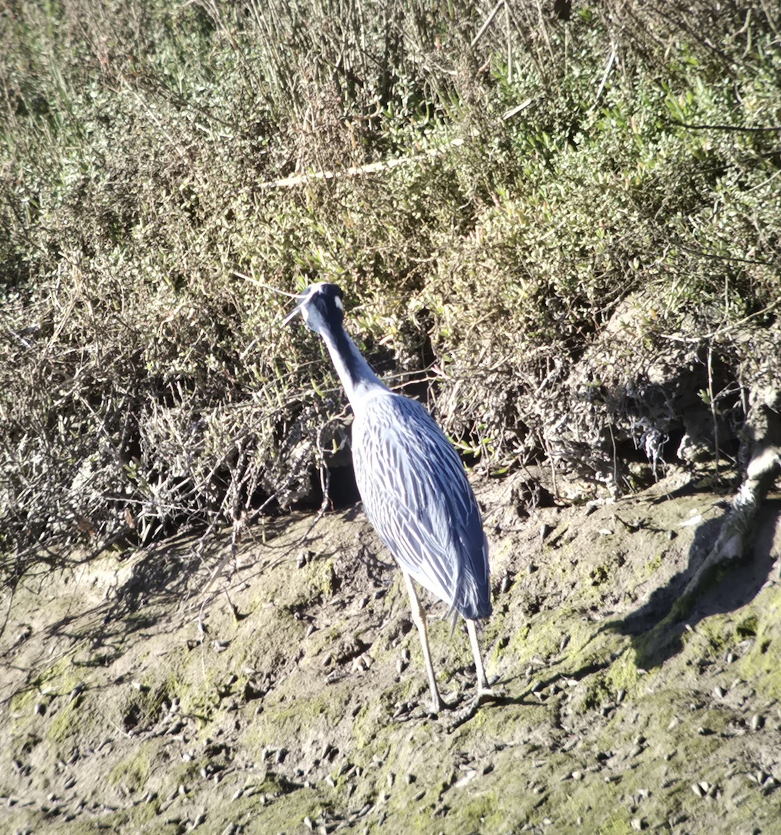 Sarı Tepeli Gece Balıkçılı - ML648923285