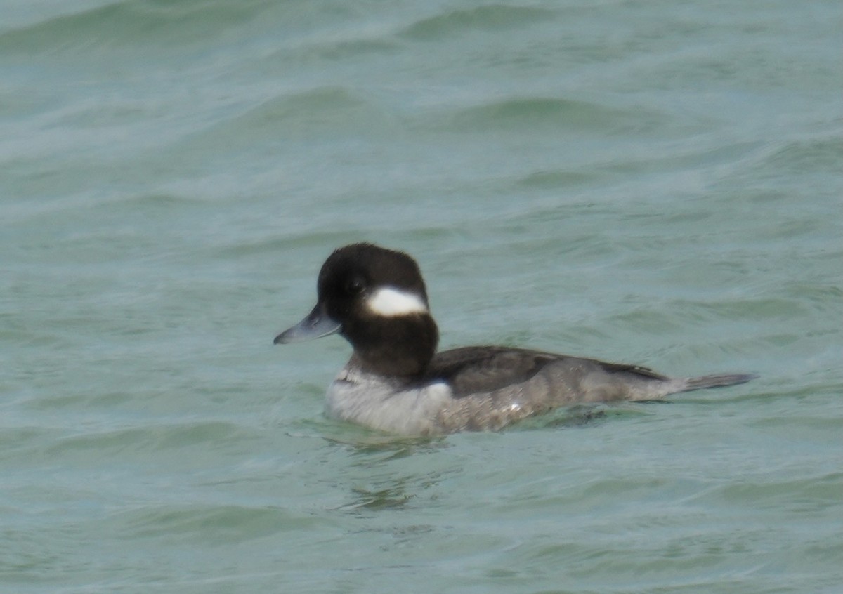 Bufflehead - ML648923373