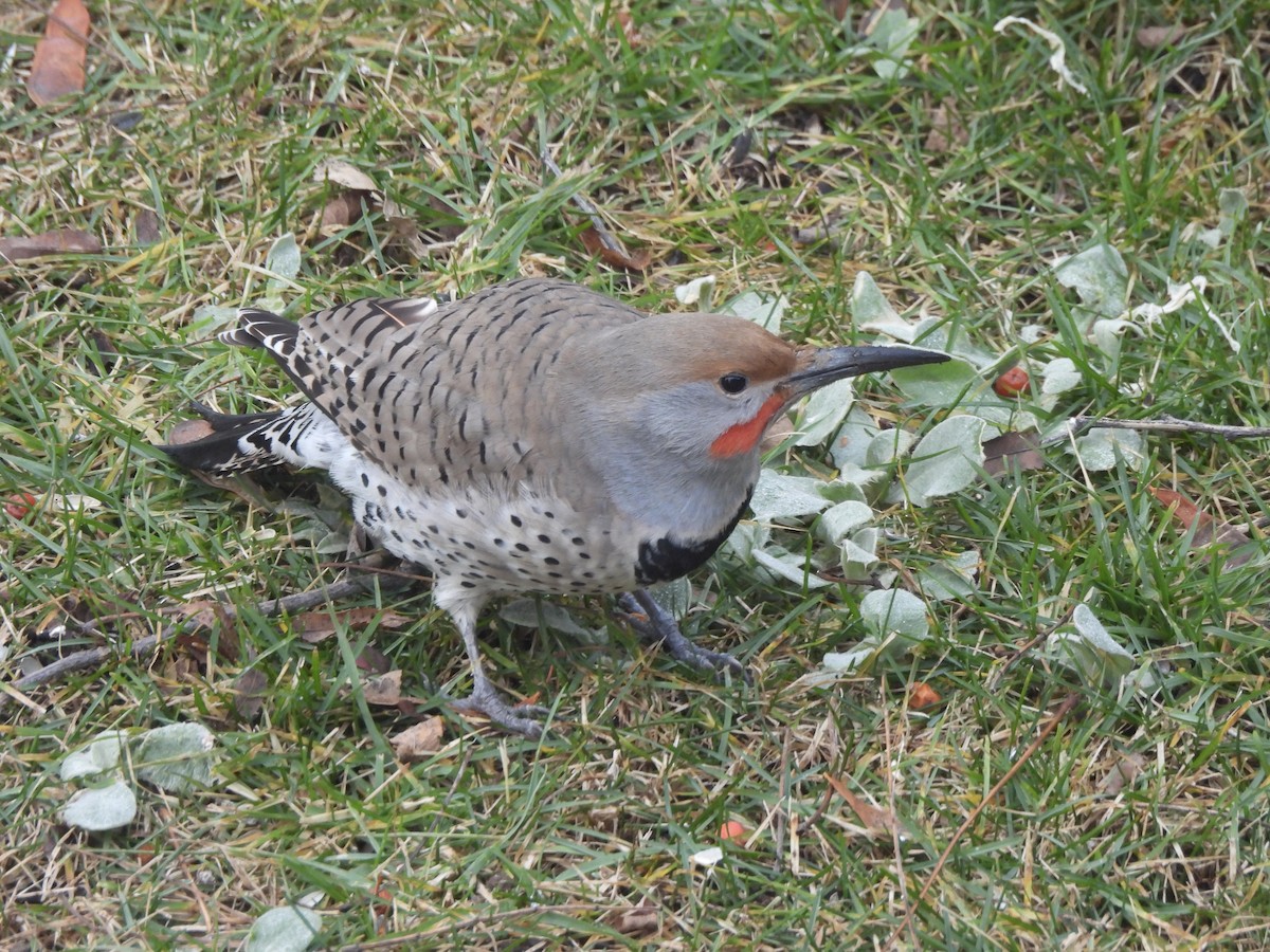Northern Flicker (Red-shafted) - ML648923406