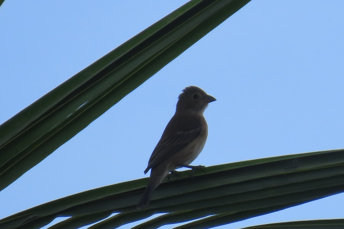 Indigo Bunting - ML648923438