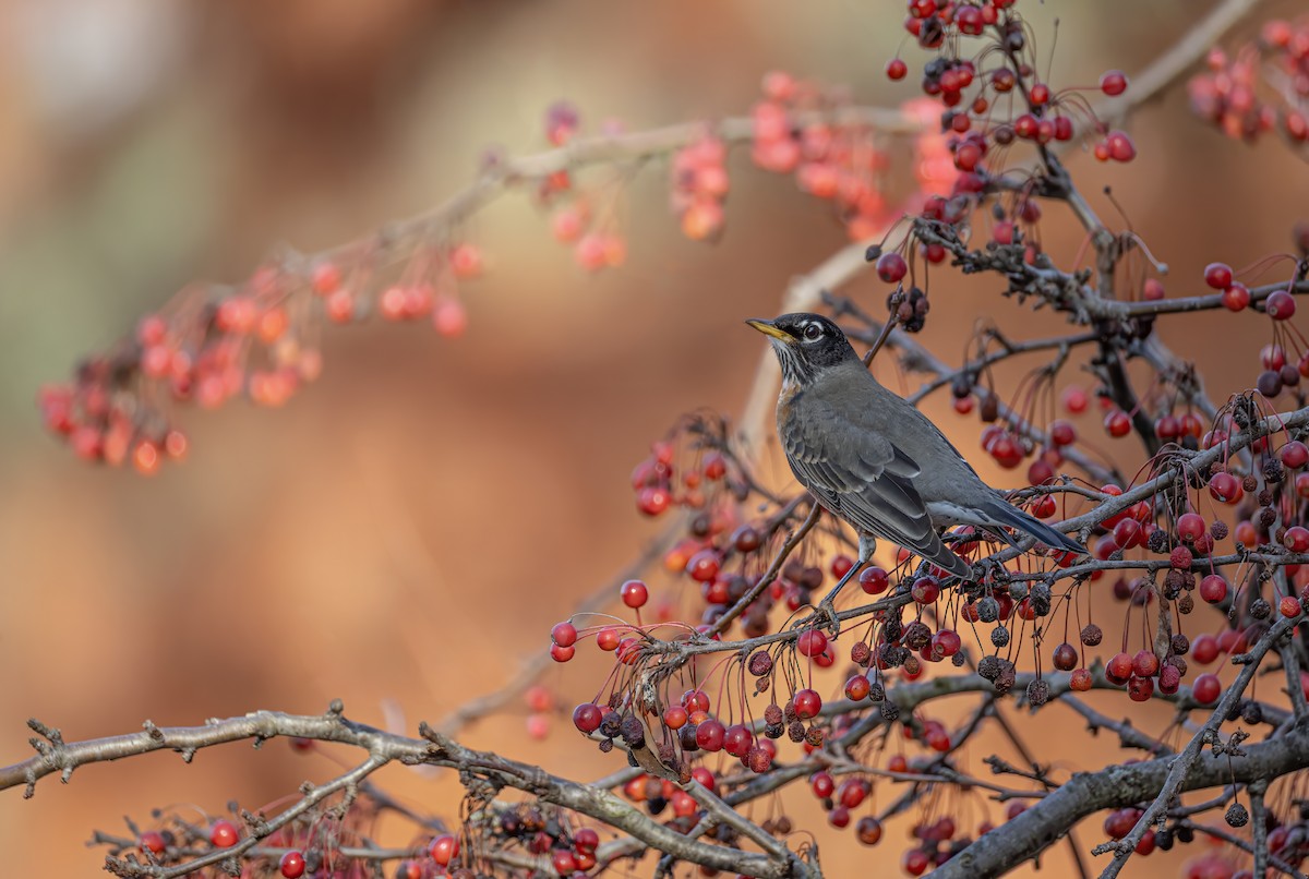American Robin - ML648923560