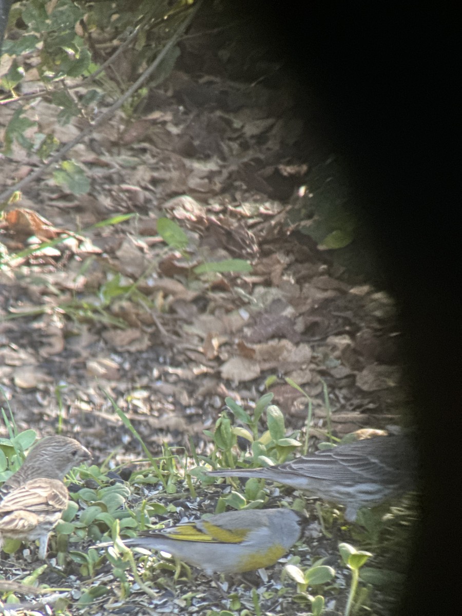 Lawrence İsketesi - ML648923736