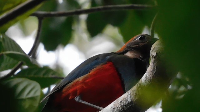 pita papuánská - ML648924056