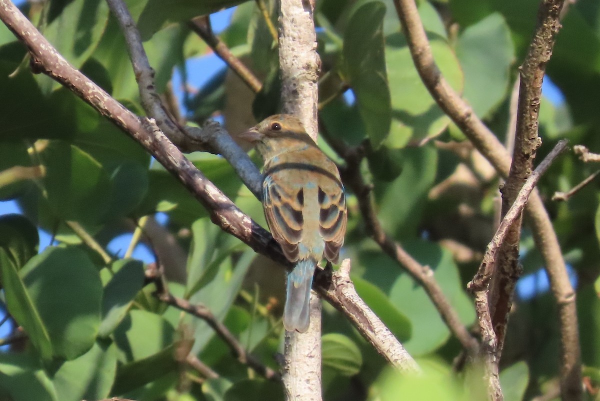 Indigo Bunting - ML648924154