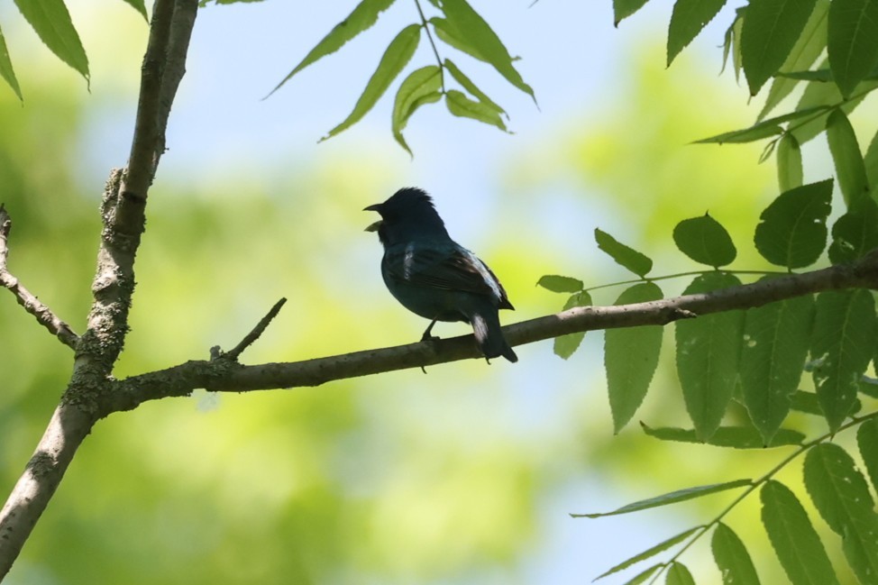 Indigo Bunting - ML648924690