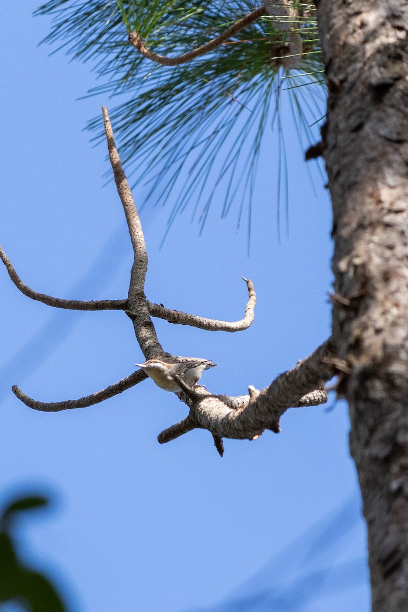 Boz Başlı Sıvacı - ML648924741