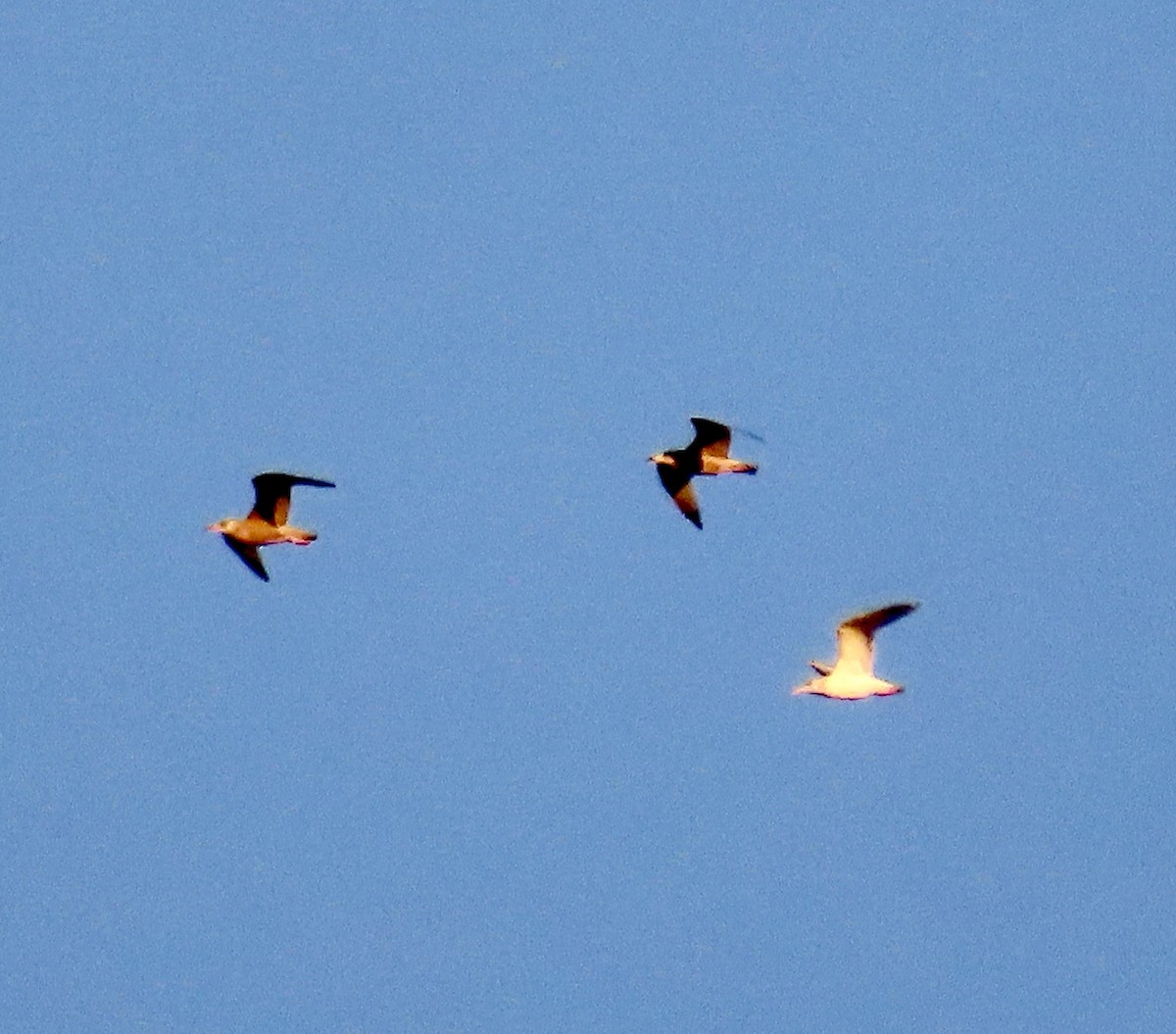 Gaviota/Gavión sp. - ML648925052