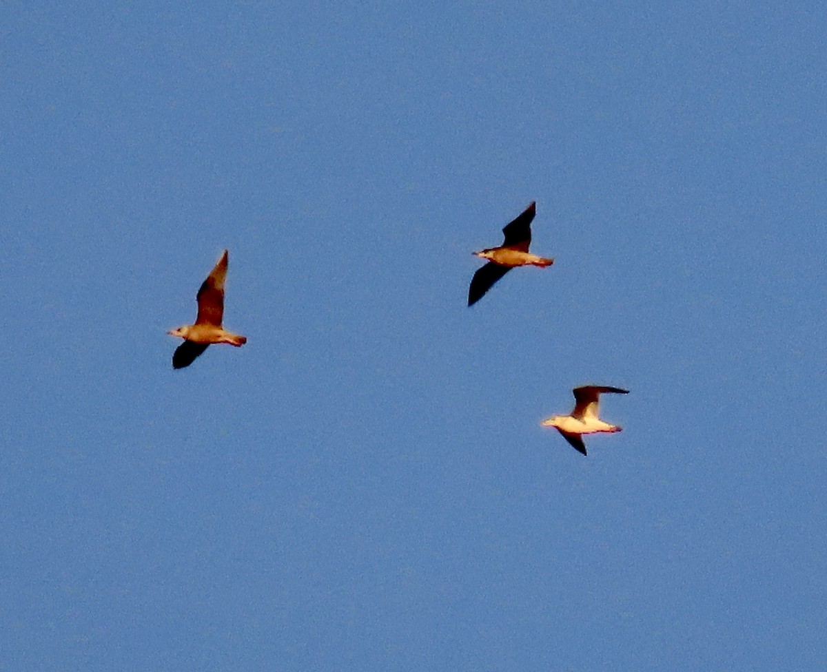 Gaviota/Gavión sp. - ML648925053