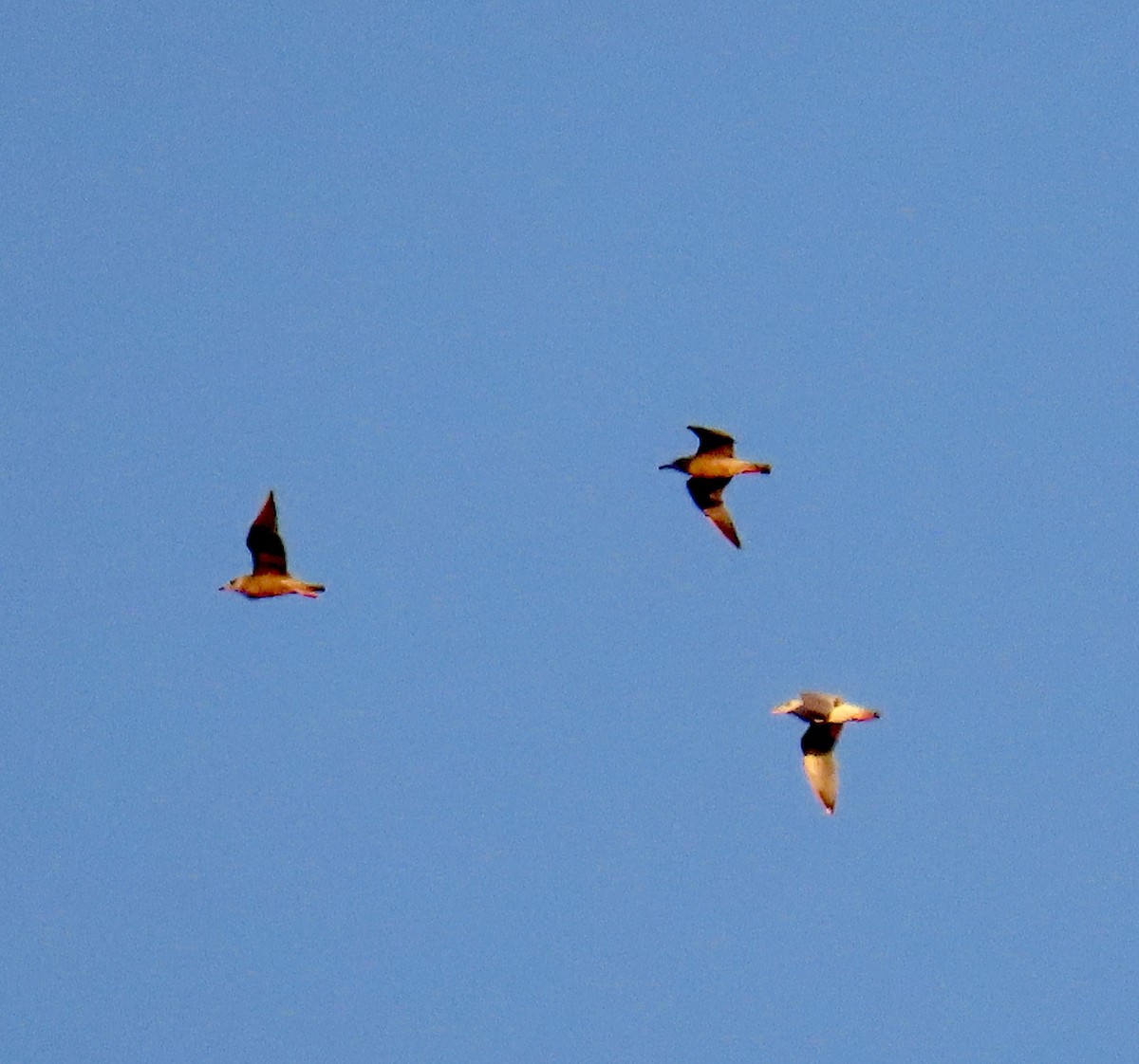 Gaviota/Gavión sp. - ML648925054