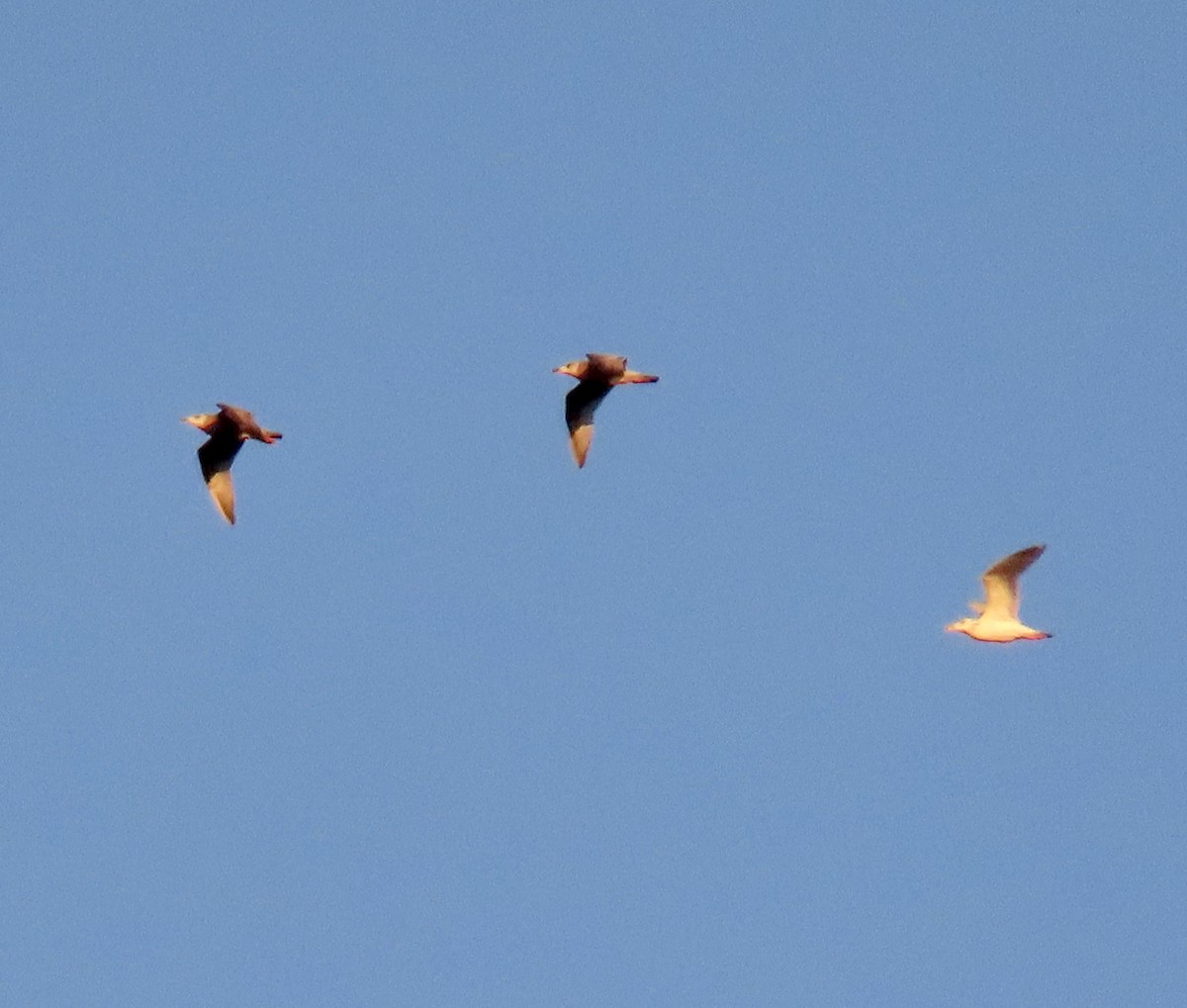 Gaviota/Gavión sp. - ML648925055