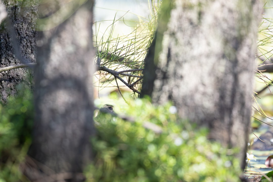 Australian Painted-Snipe - ML648925265