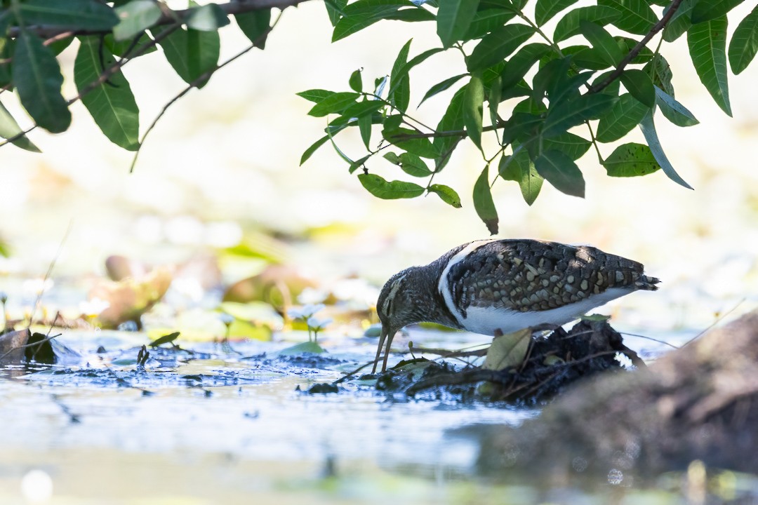 Australian Painted-Snipe - ML648925266