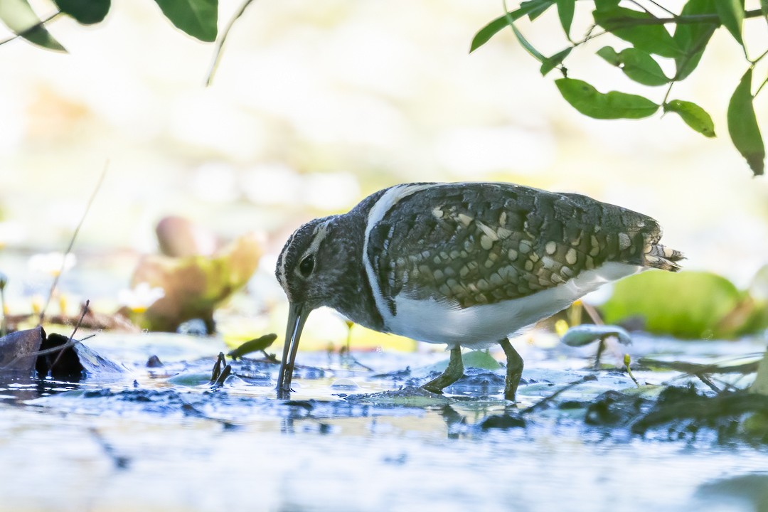 Australian Painted-Snipe - ML648925268