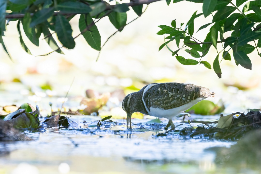 Australian Painted-Snipe - ML648925269