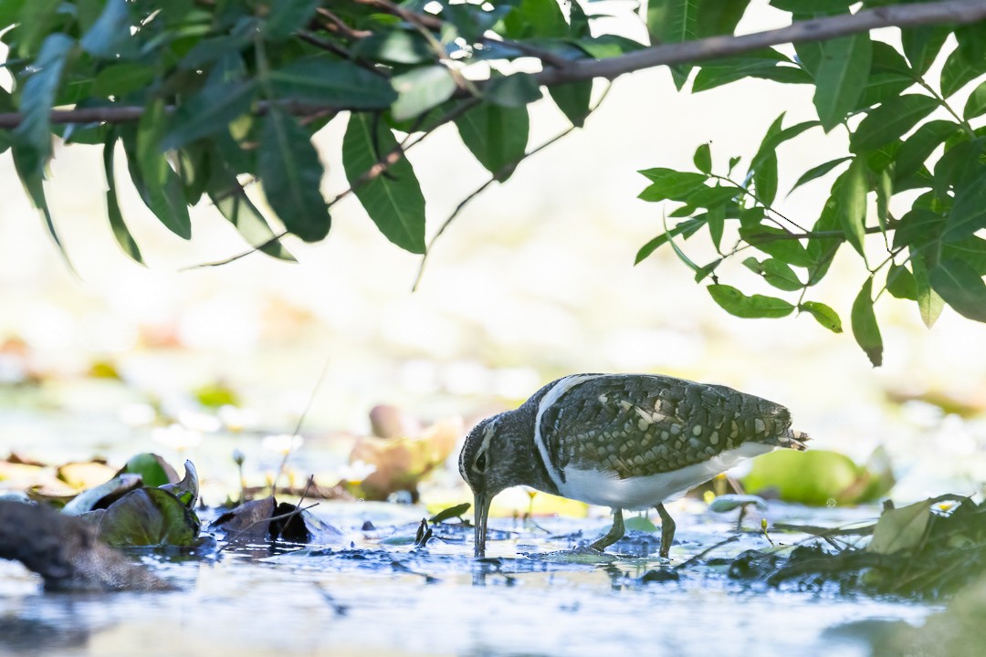Australian Painted-Snipe - ML648925270