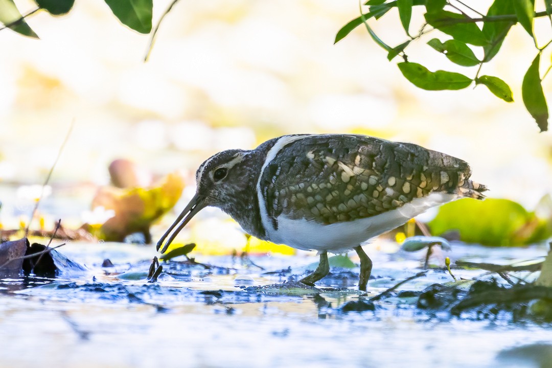 Australian Painted-Snipe - ML648925271