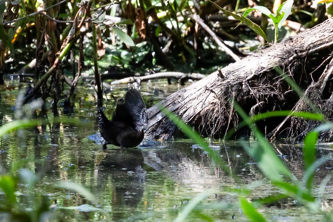 Spotless Crake - ML648925297