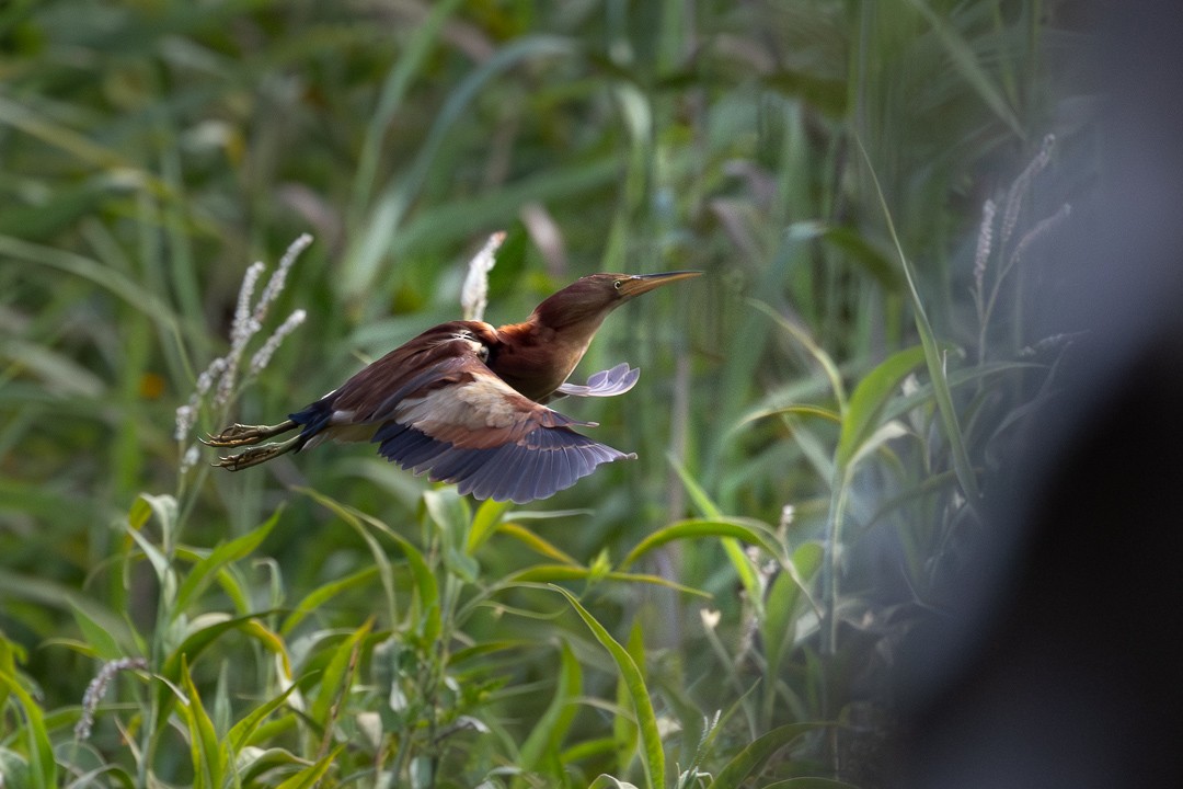 Black-backed Bittern - ML648925308
