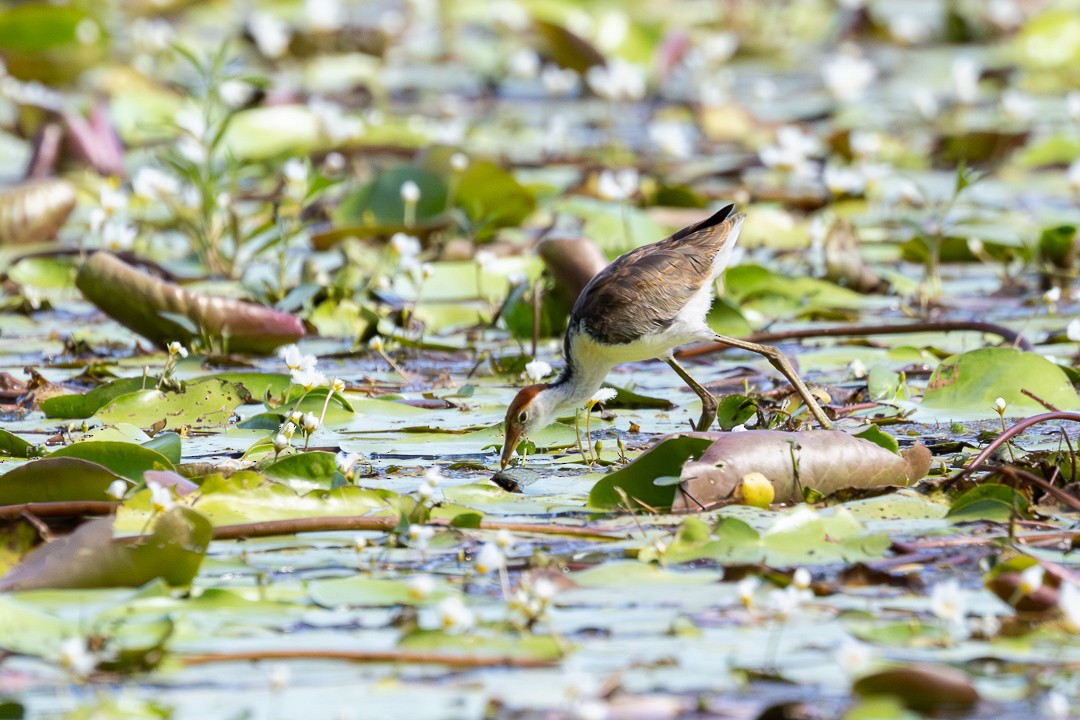 Comb-crested Jacana - ML648925309