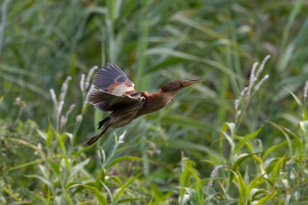 Black-backed Bittern - ML648925310