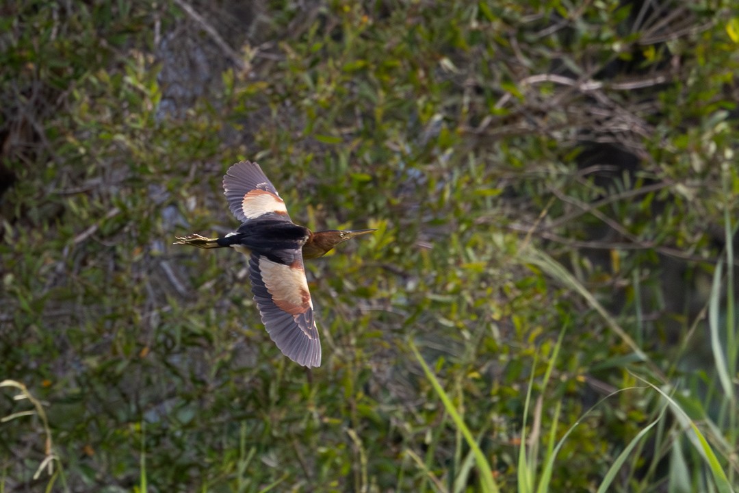 Black-backed Bittern - ML648925311