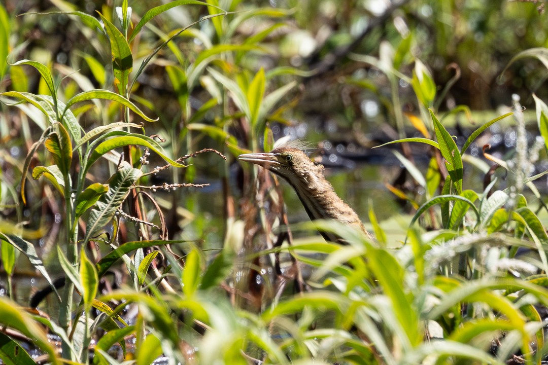 Black-backed Bittern - ML648925312