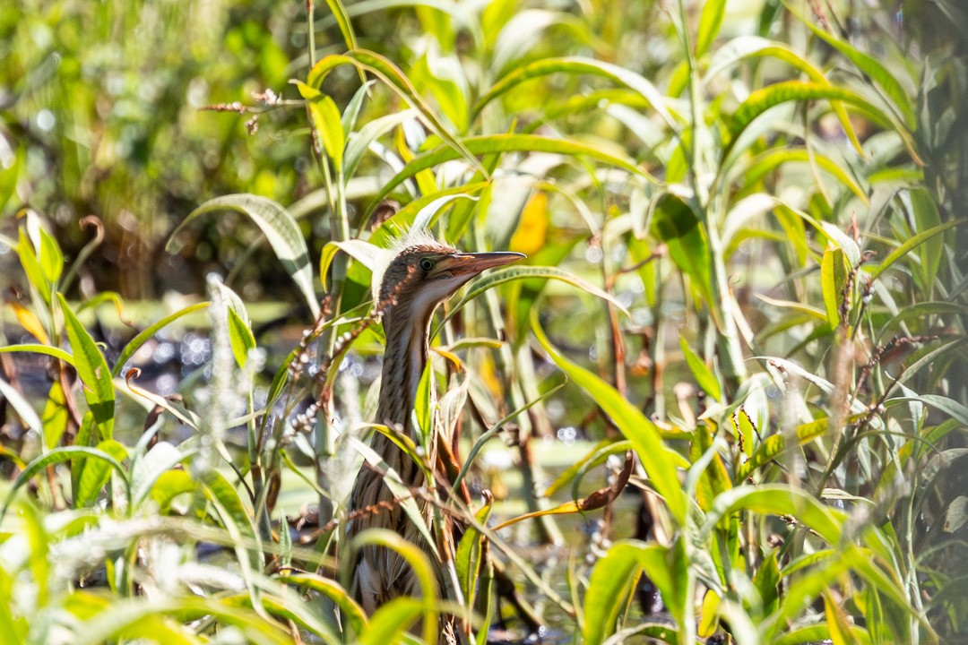 Black-backed Bittern - ML648925313