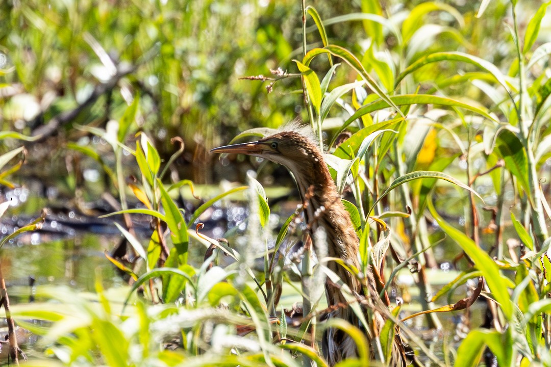 Black-backed Bittern - ML648925314
