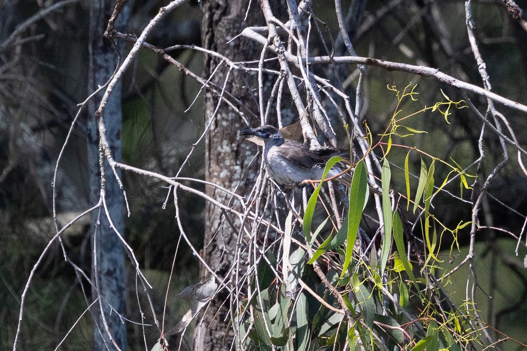 Little Friarbird - ML648925318