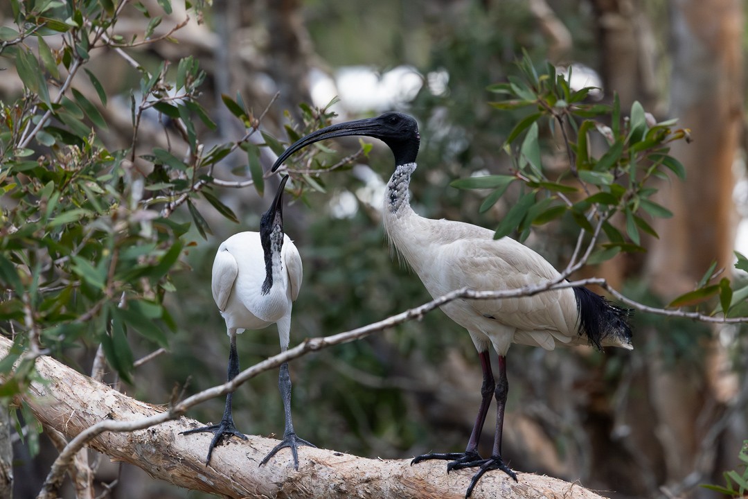 Australian Ibis - ML648925336